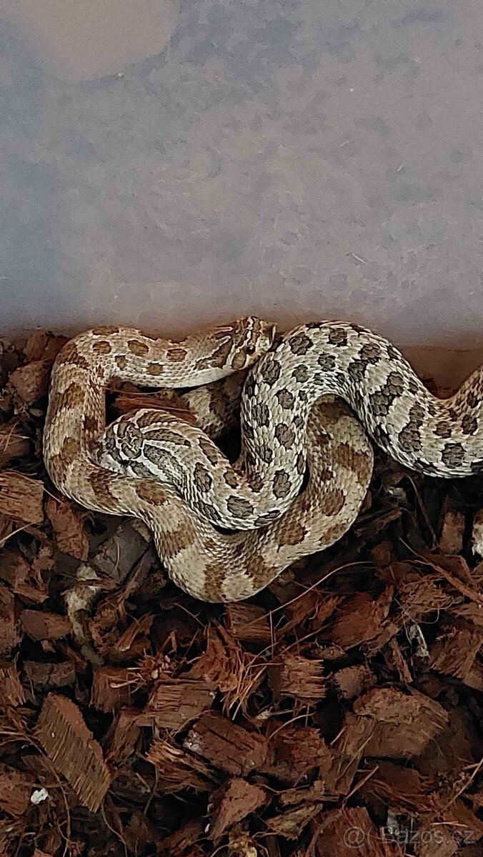Heterodon nosatý - 2