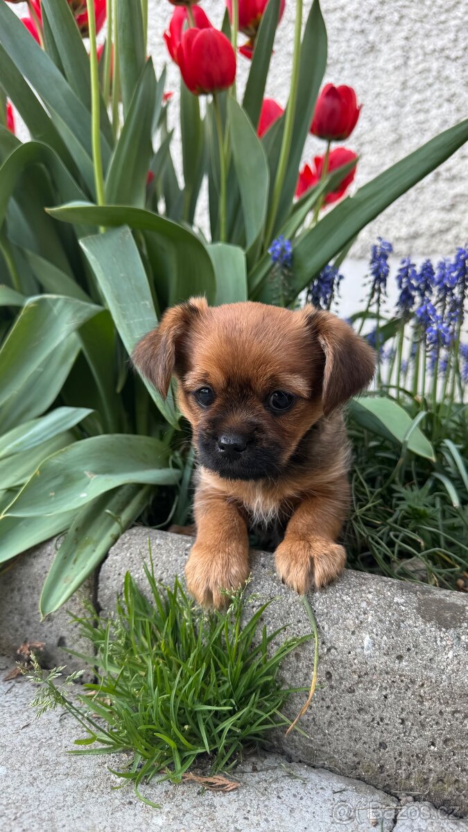 Jorkširský teriér - 2