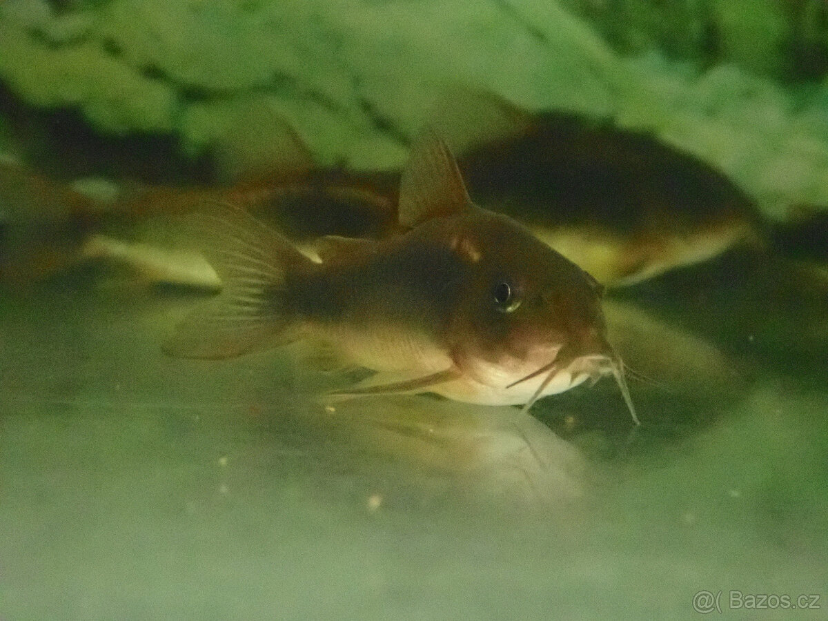 Pancéřníček zlatopásý - 2