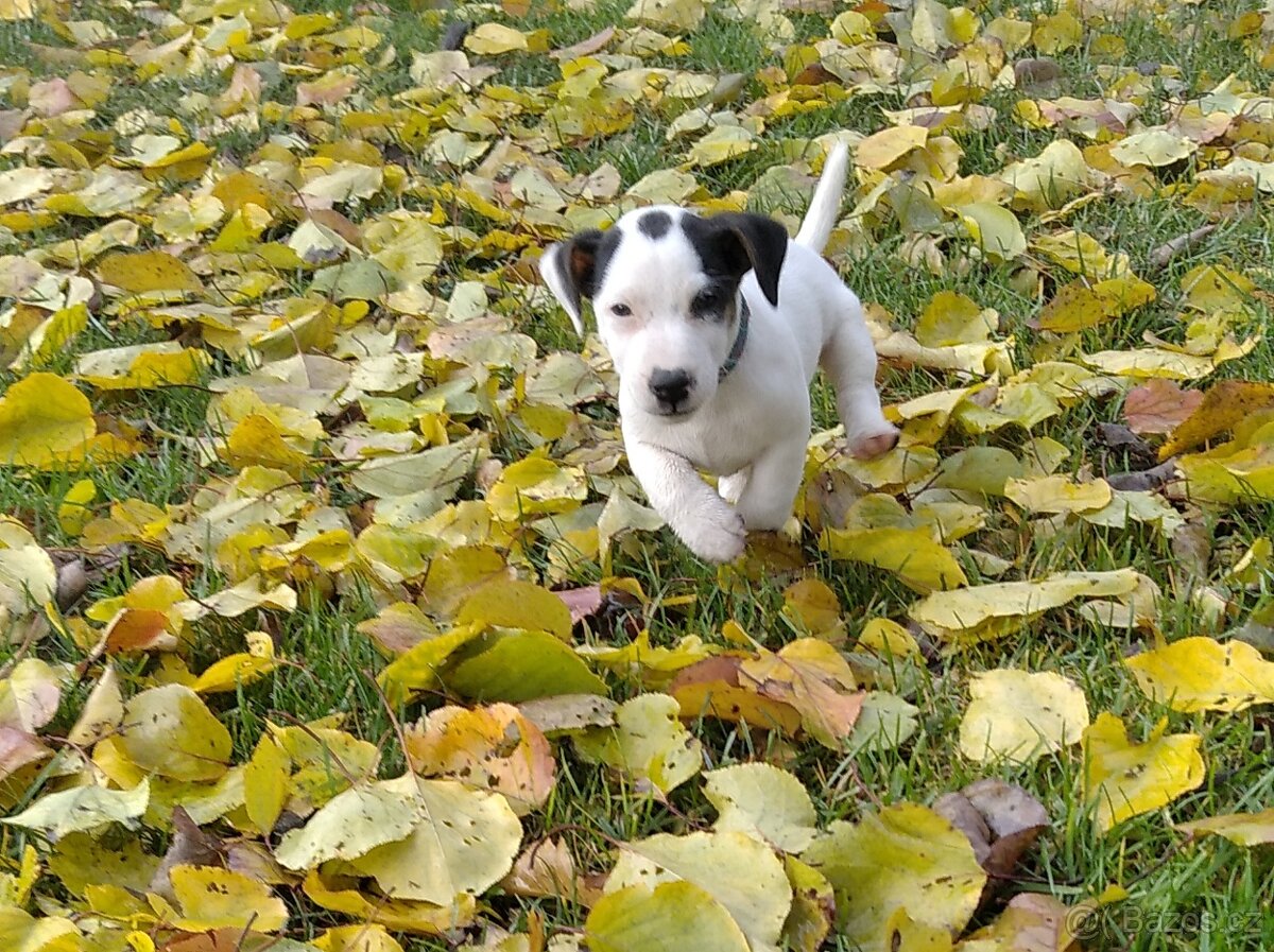 Jack Russell teriér - štěně - 2