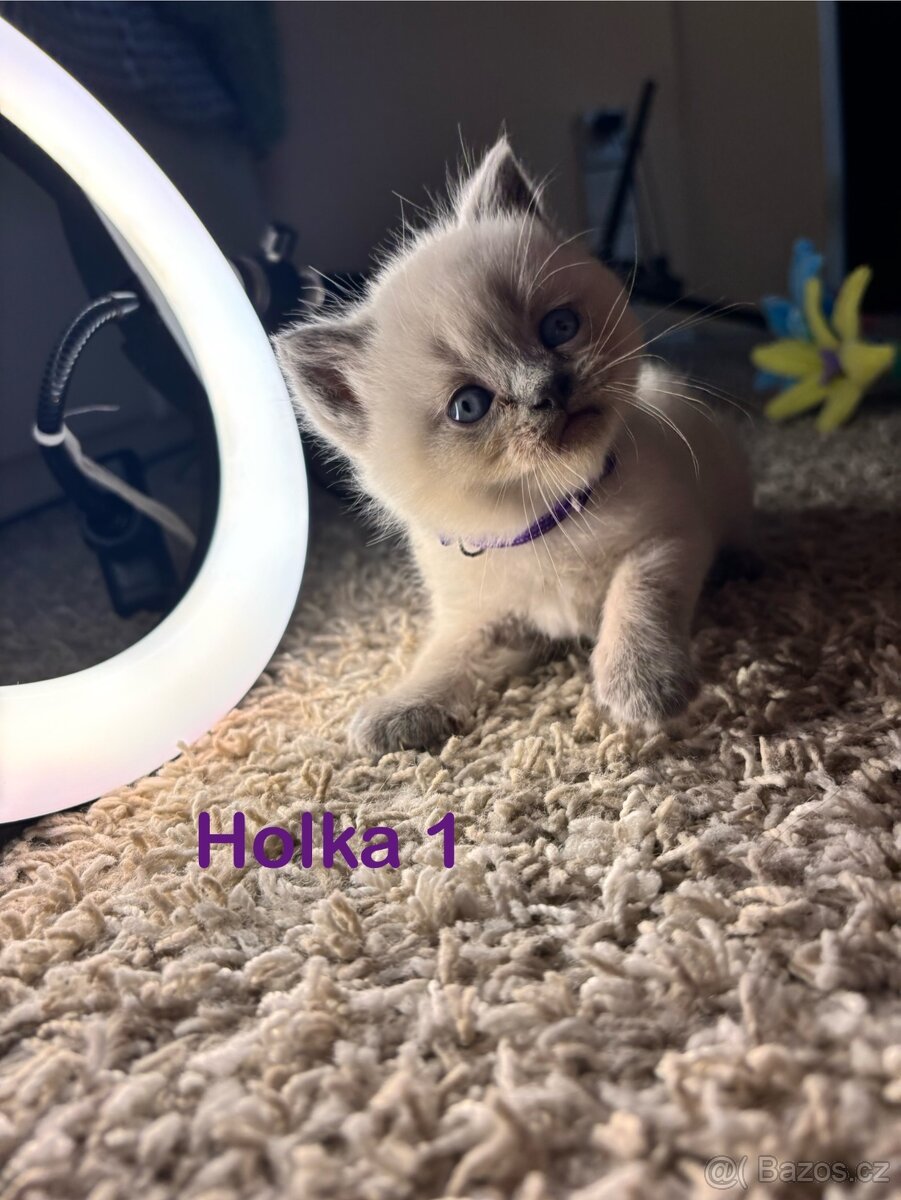 Britská koťata. - 2