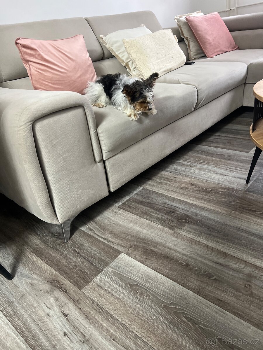 Jorkširský teriér yorkšírský teriér mini BIEWER ❤️❤️ - 2