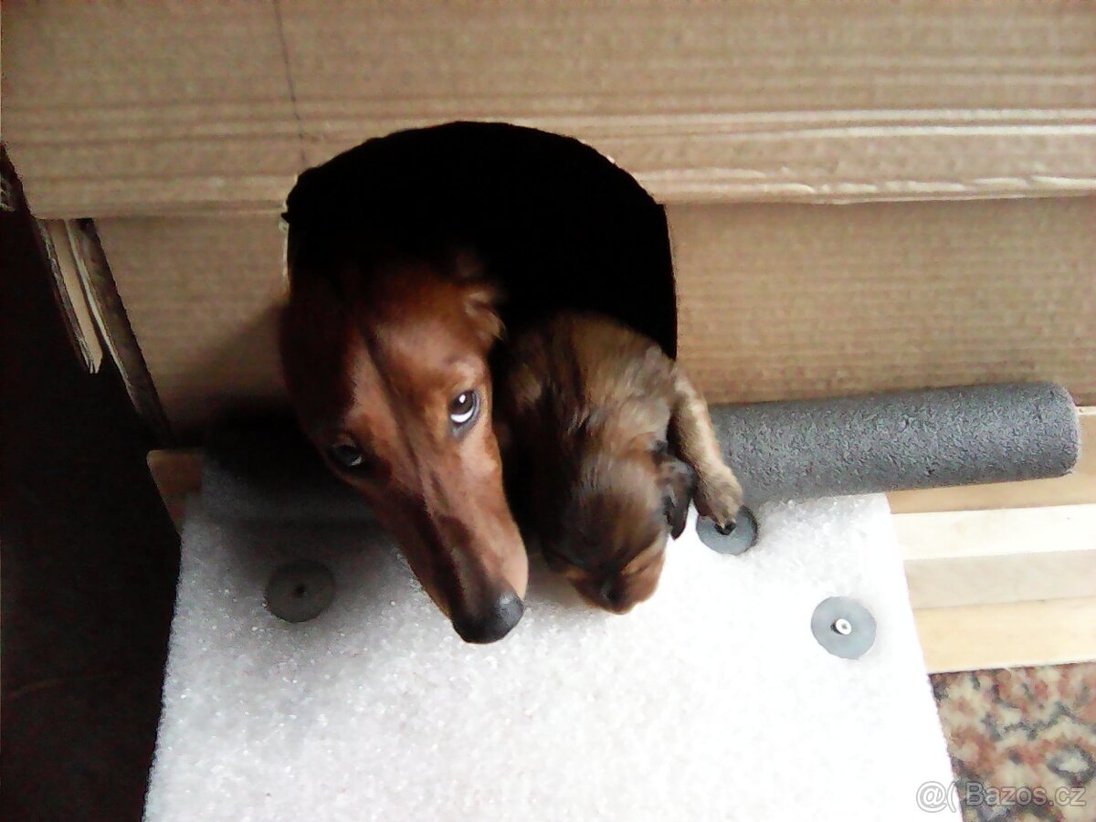 Štěňátka jezevčíka dlouhosrstého - 2