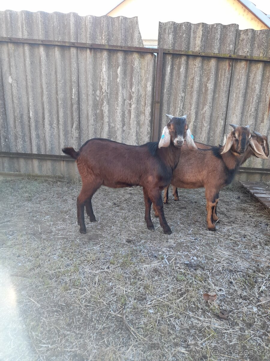 Anglonubijský kozel s nárokem na POP - 2