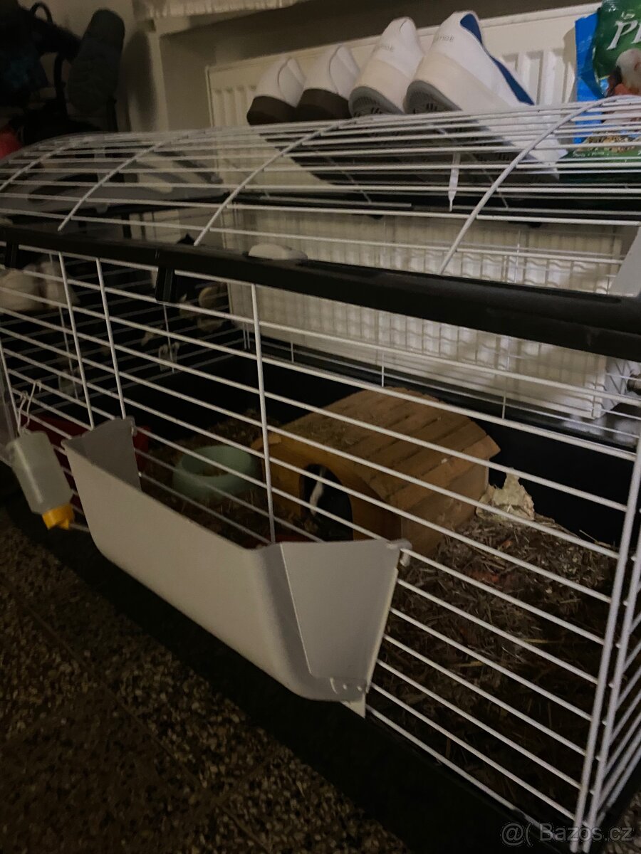 morče + klec pro něj - 2