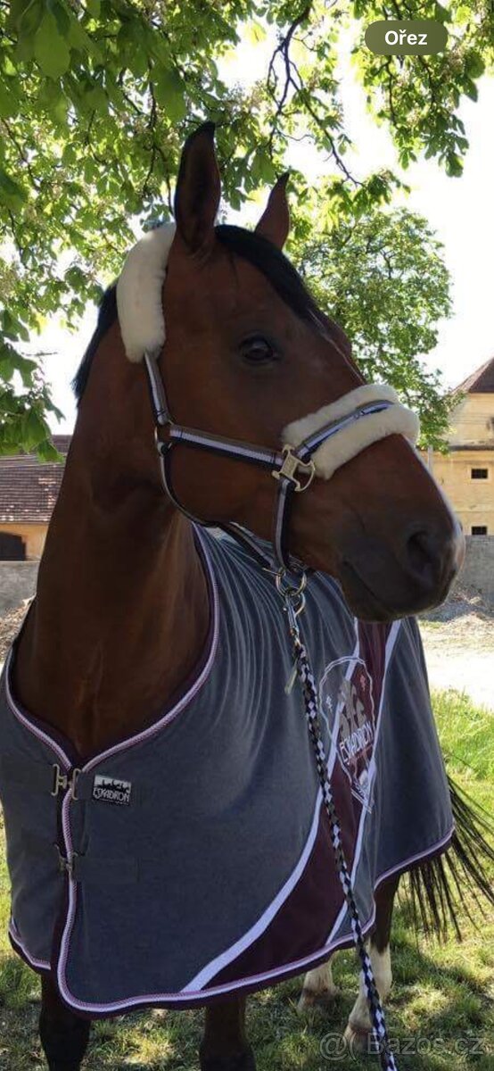 Veredus kamaše, ohlavka eskadron, bandáže equiline - 2