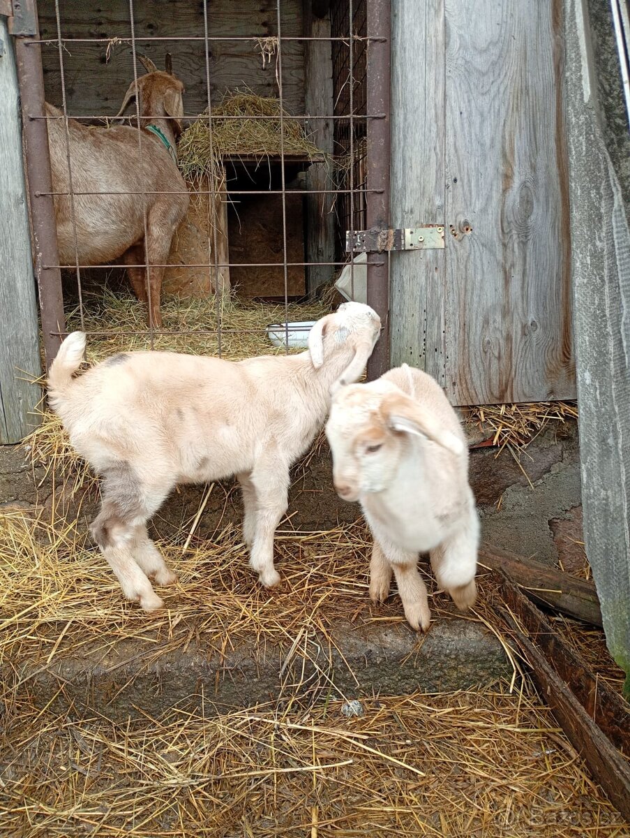 Kozel Anglonubijský - kůzle - 2