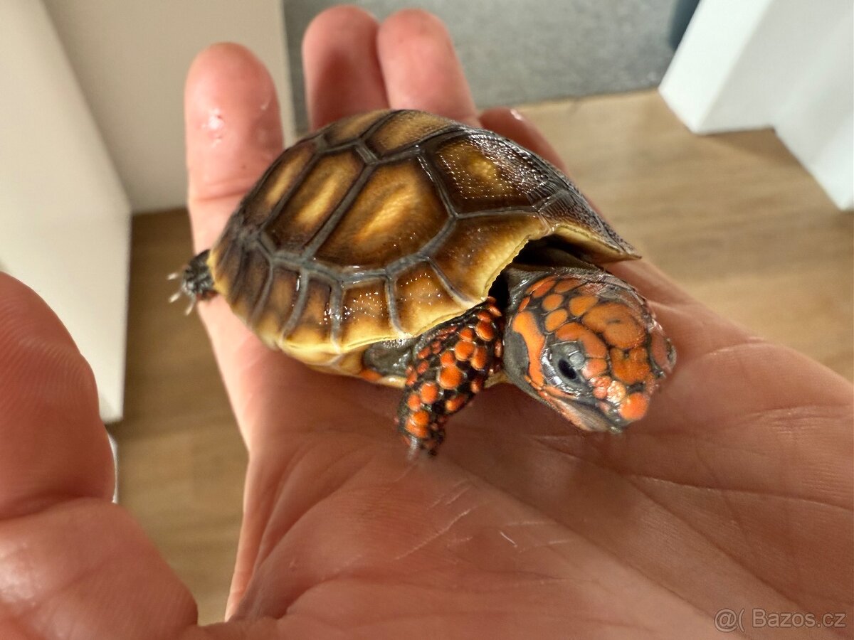 Želva uhlířská - 2