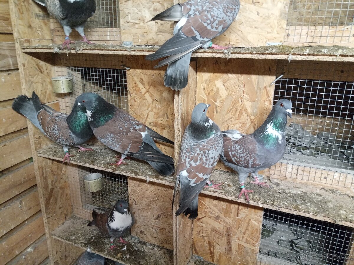 Košoa (cauchois) - 2