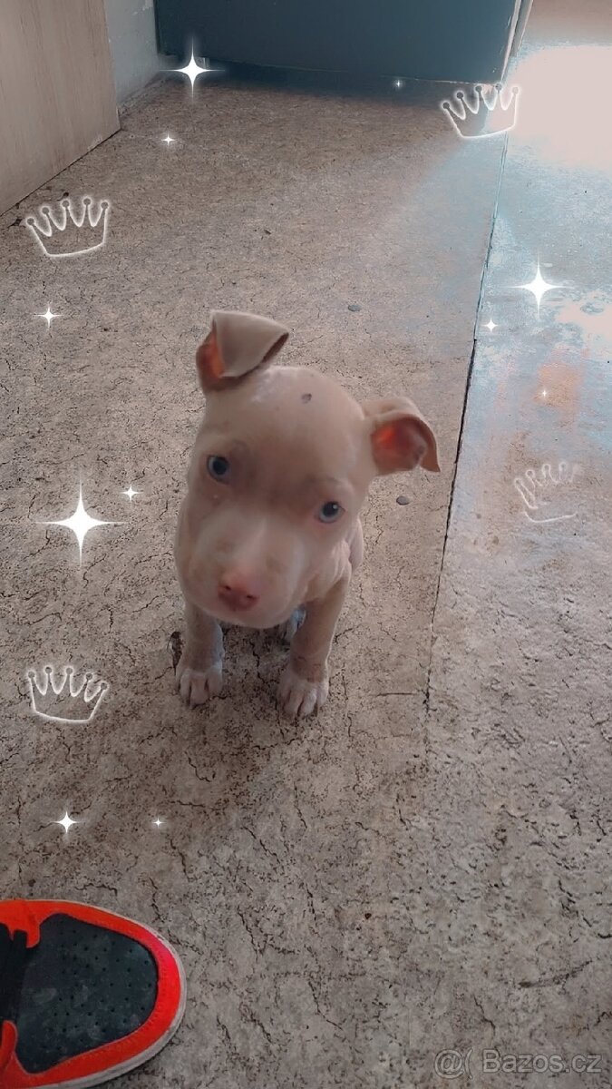 Stafordšírský bulteriér - 2