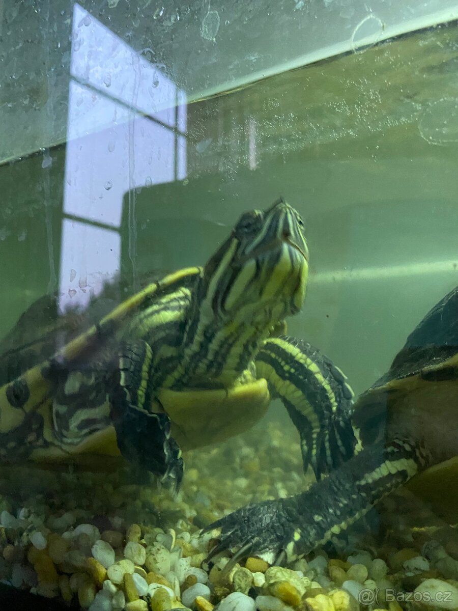 Želva Žlutolícá - 2