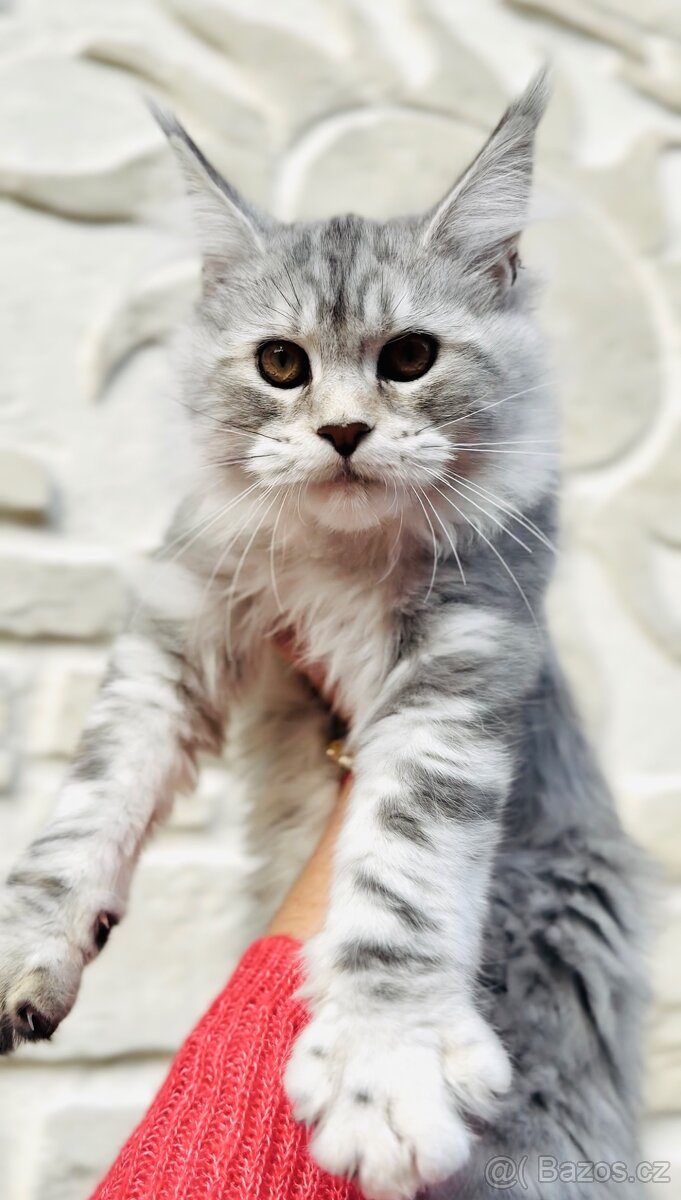 Heidi s PP ❤️Mainská mývalí kočka Maine coon - 2