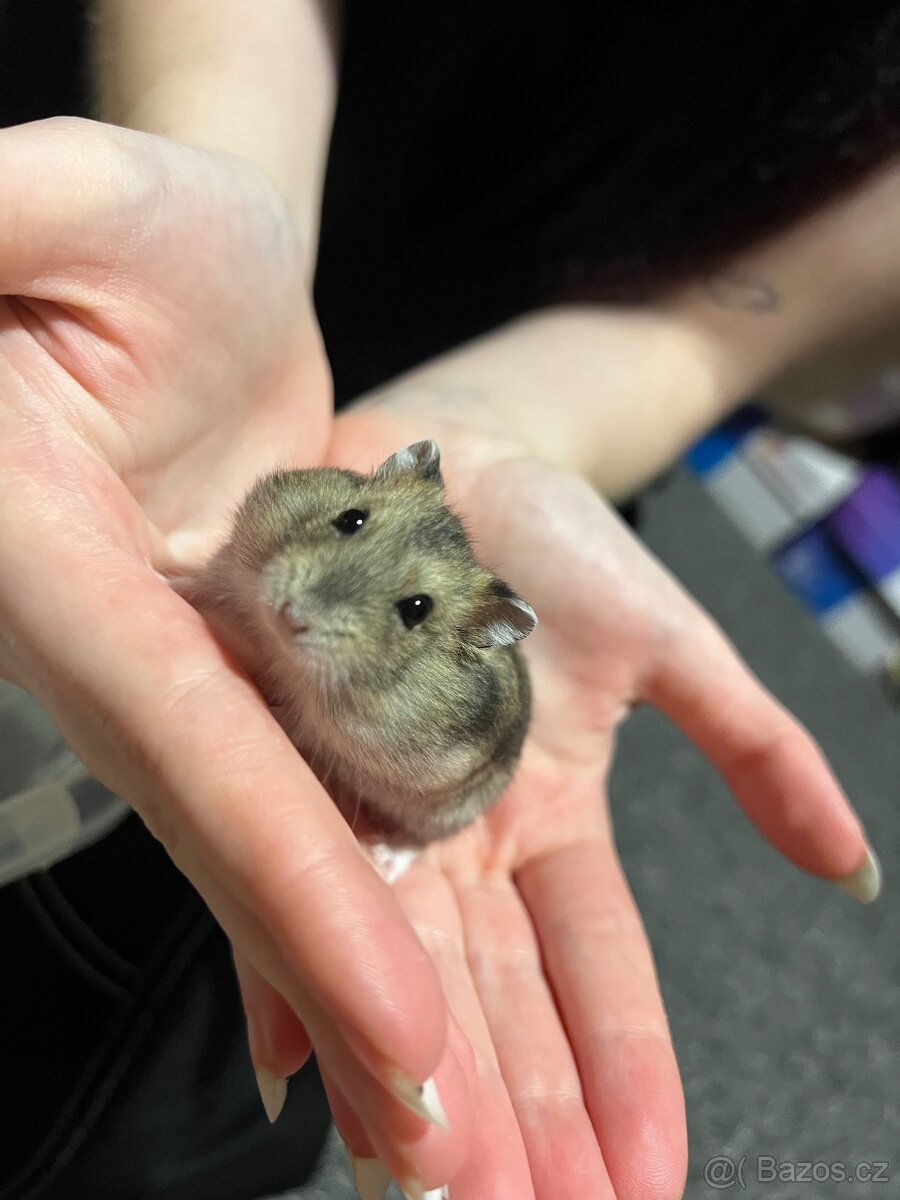 Prodám malé křečky - 2