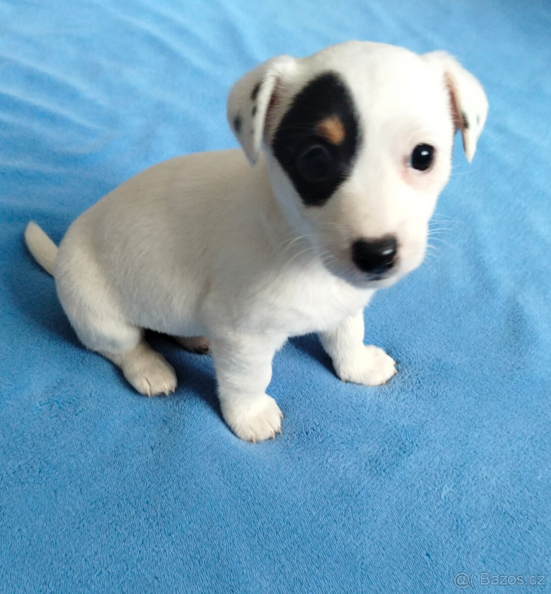 Jack Russel teriér - 2