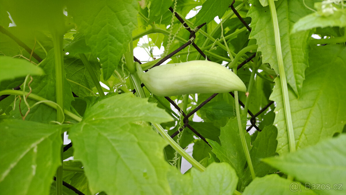 Ačokča (indiánská okurka) semínka - 2