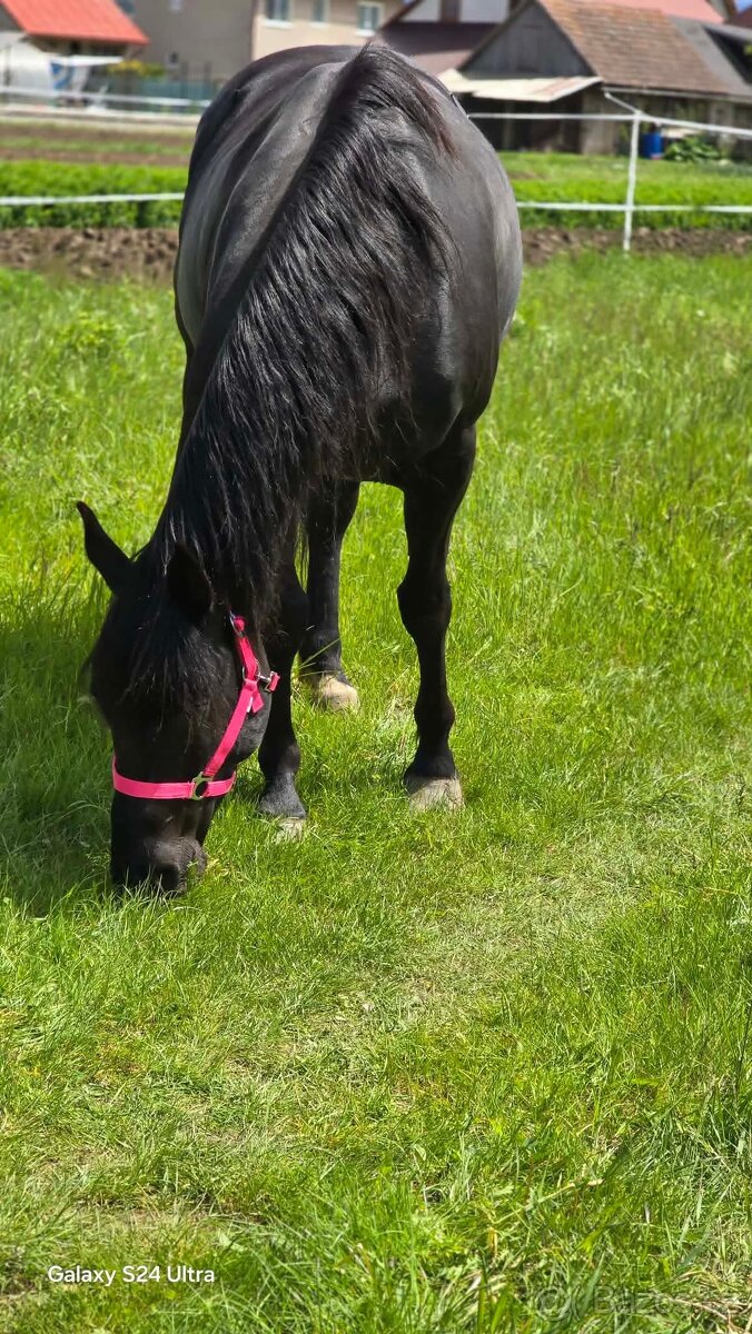 6 ročná kobylka - 2