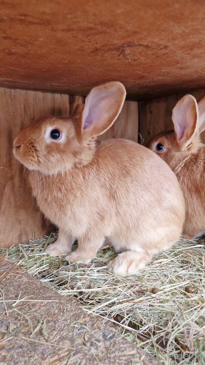 Burgundští králíci - 2