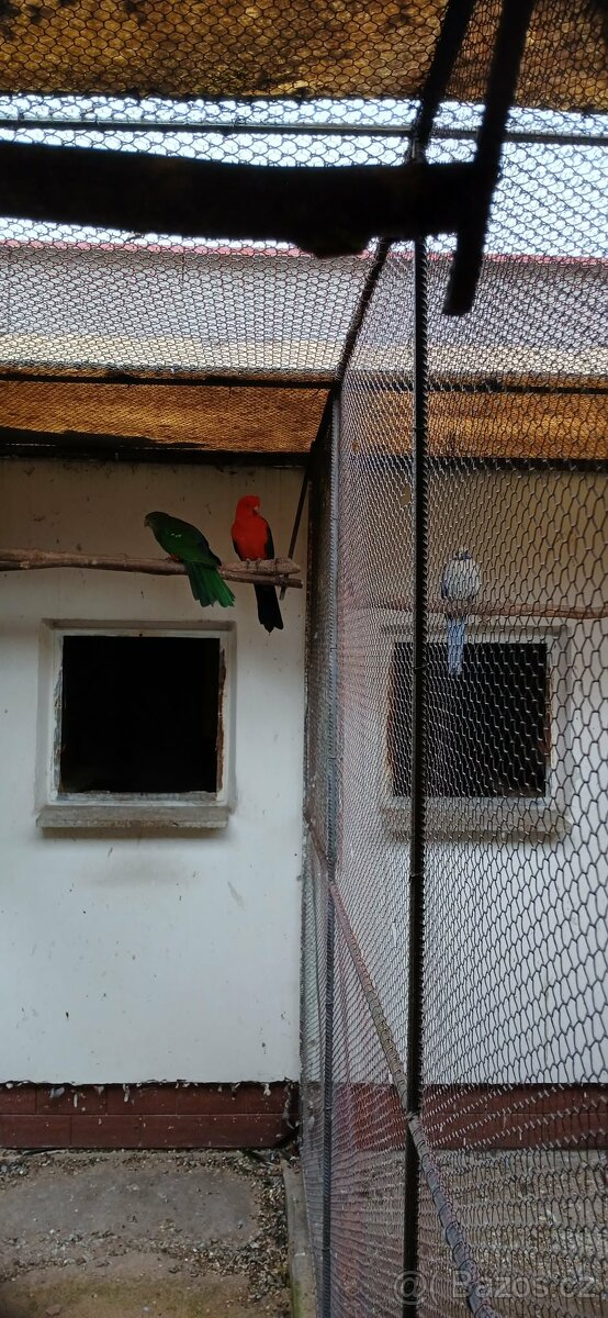 Prodám chovný pár papoušek královský - 2