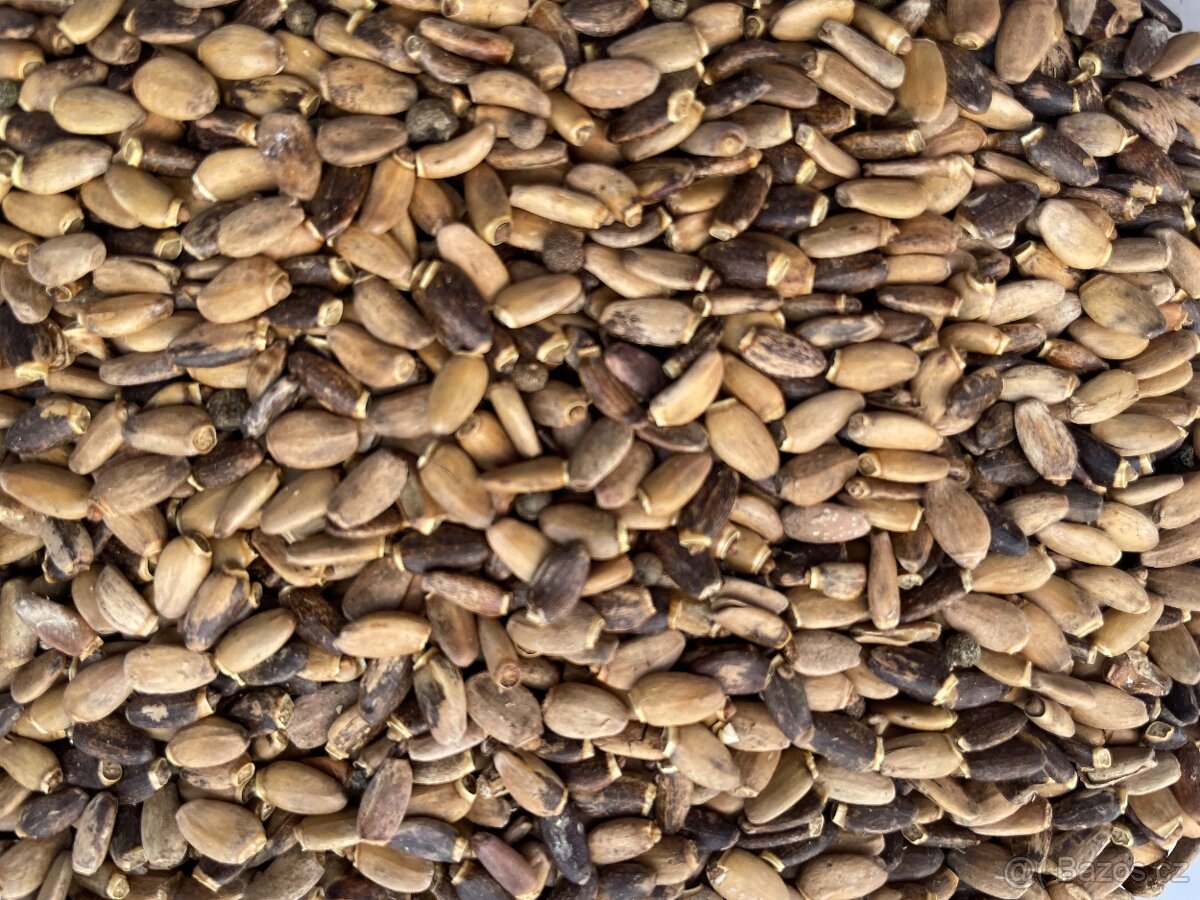 Ostropestřec mariánský - 2