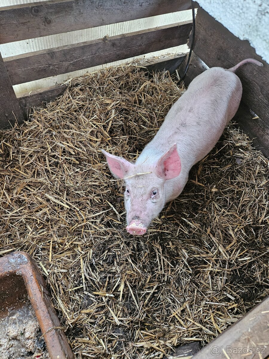 Prodám selata - 2