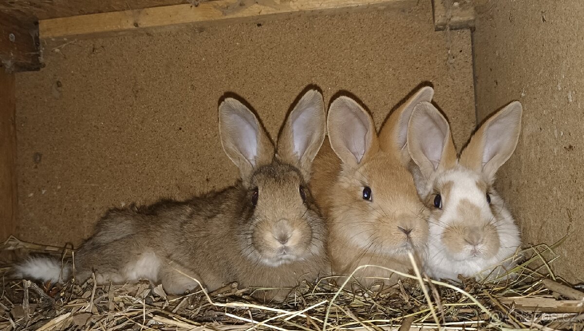 Prodám králíci, sušené pečivo a ječmen - 2