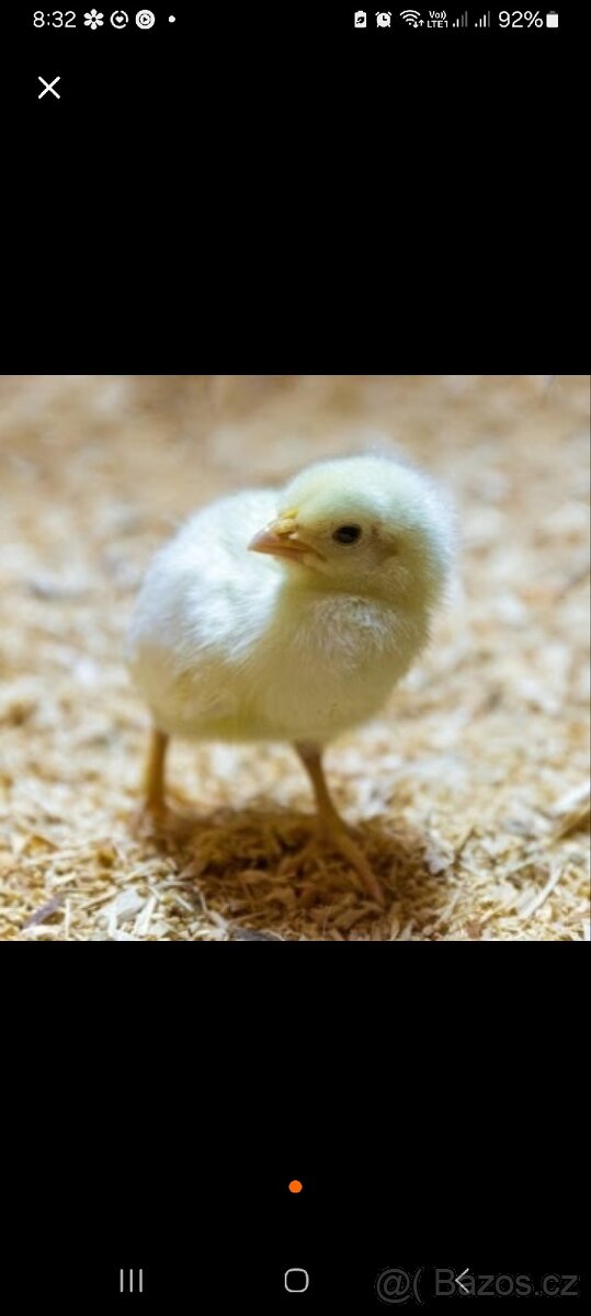 Brojlerová kuřata - 2