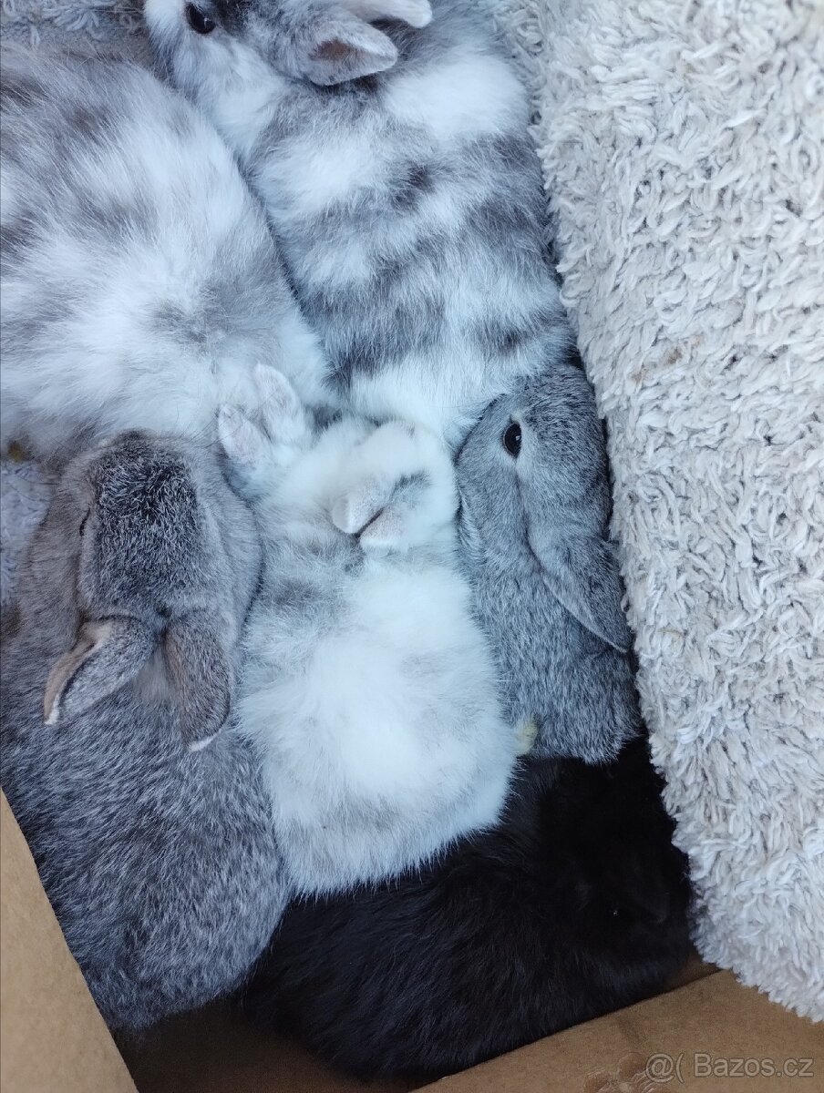Zakrslý králík - 2