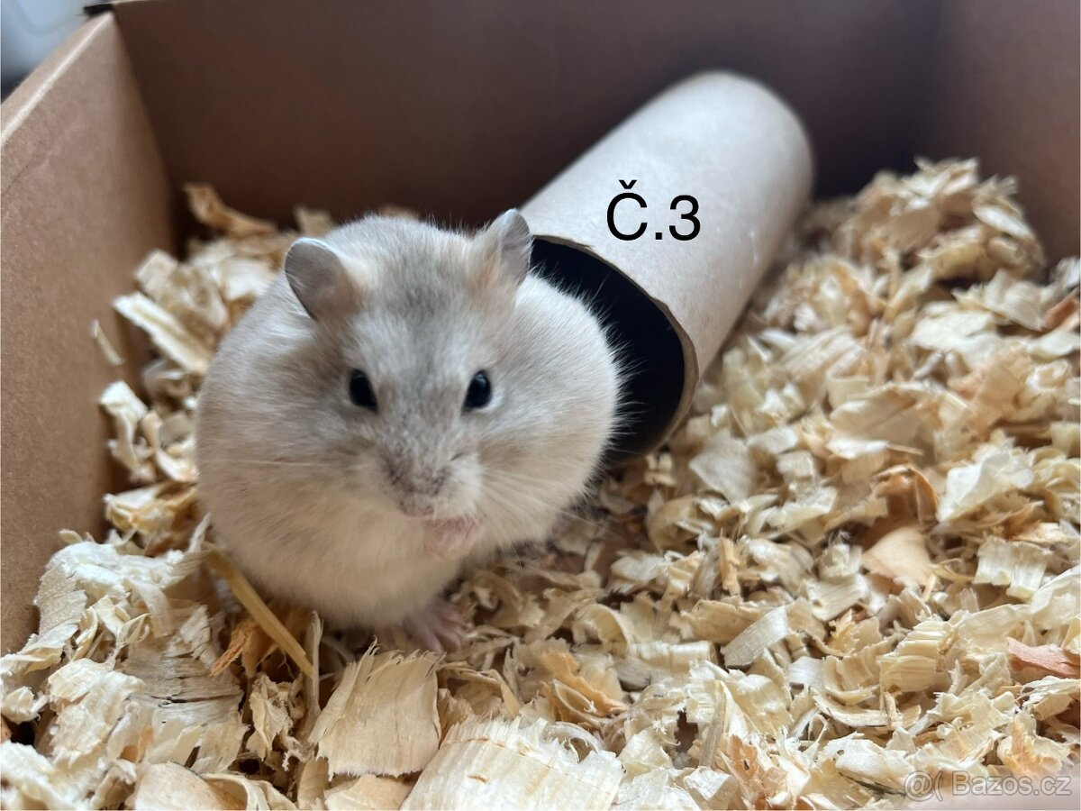 Křeček džungarský (mláďata) - 2