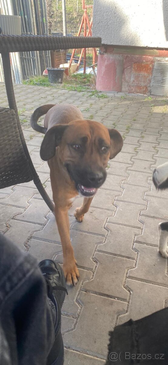 Daruji 2 fenečky - 2