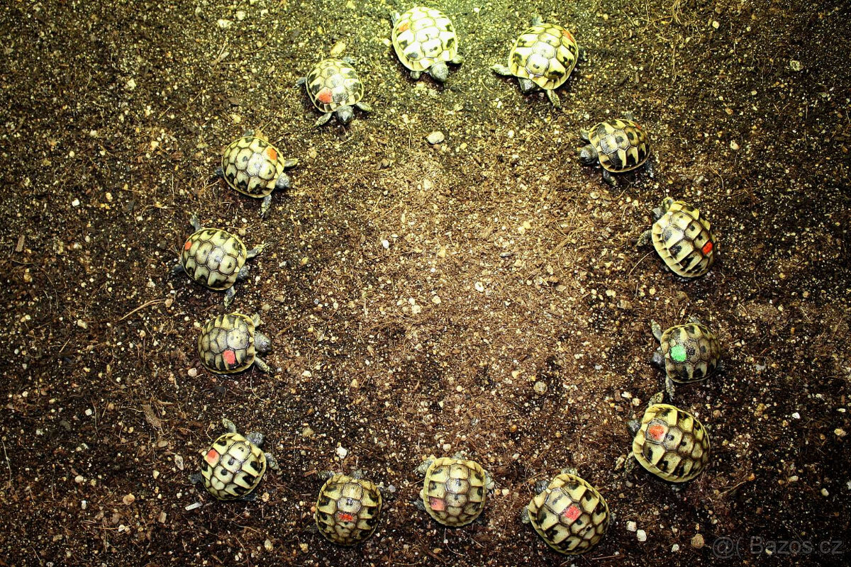 suchozemská Želva zelenavá (Testudo hermanni) - mláďata - 2