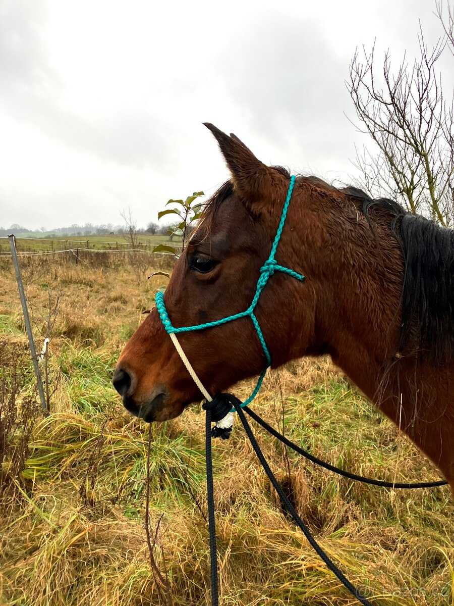Loping hackamore na míru - 2