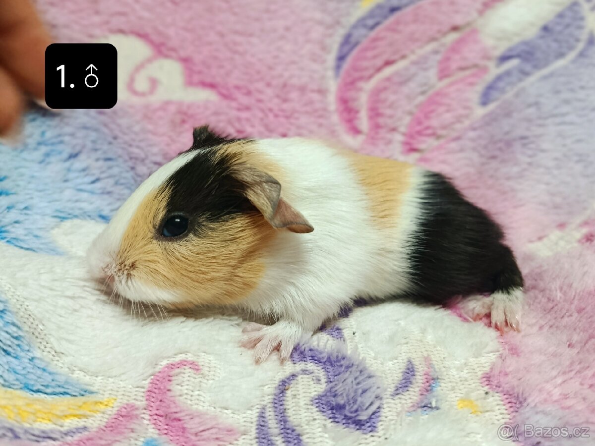 Mládě sameček - 2