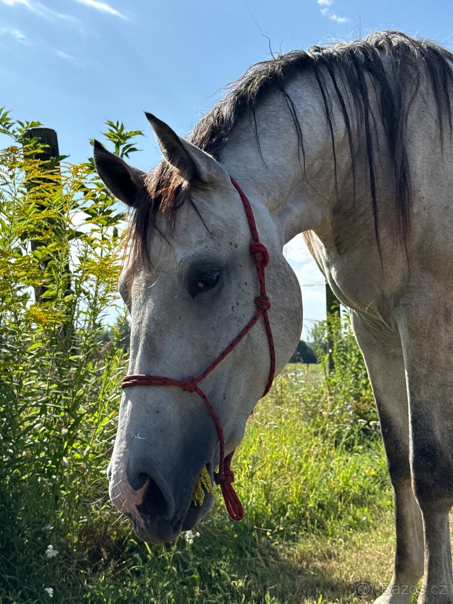 Na predaj mladá kobyla – 2,5 roka - 2