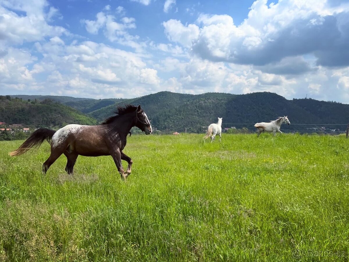 Ustájení koní 24/7 - 2
