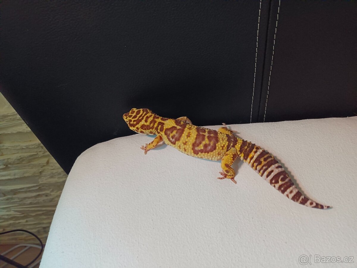 Gekončík Noční - 2