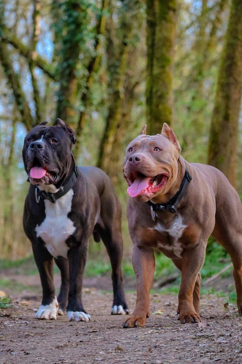 American Bully Xl - 2