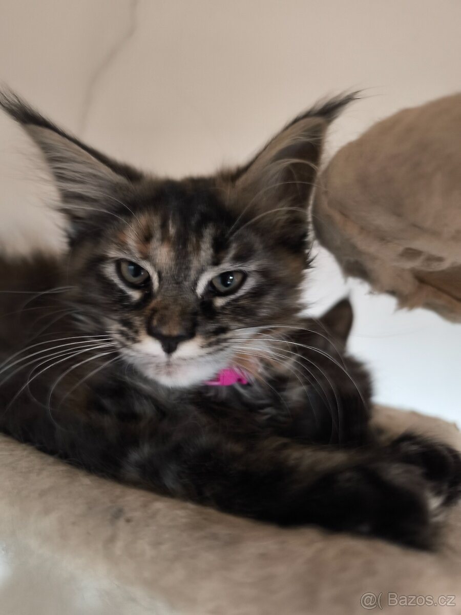 Mainská mývalí koťátka bez PP - 2