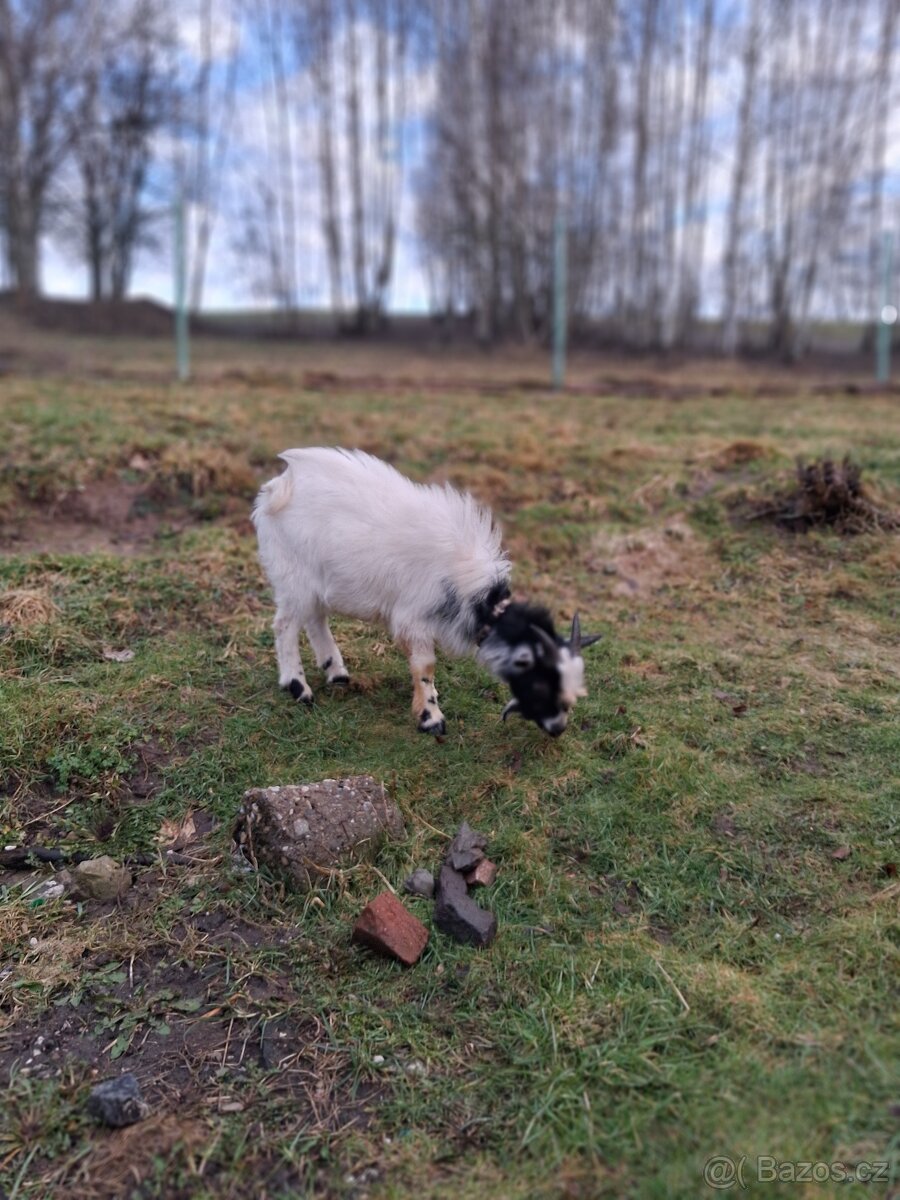 Holandská zakrslá koza. - 2