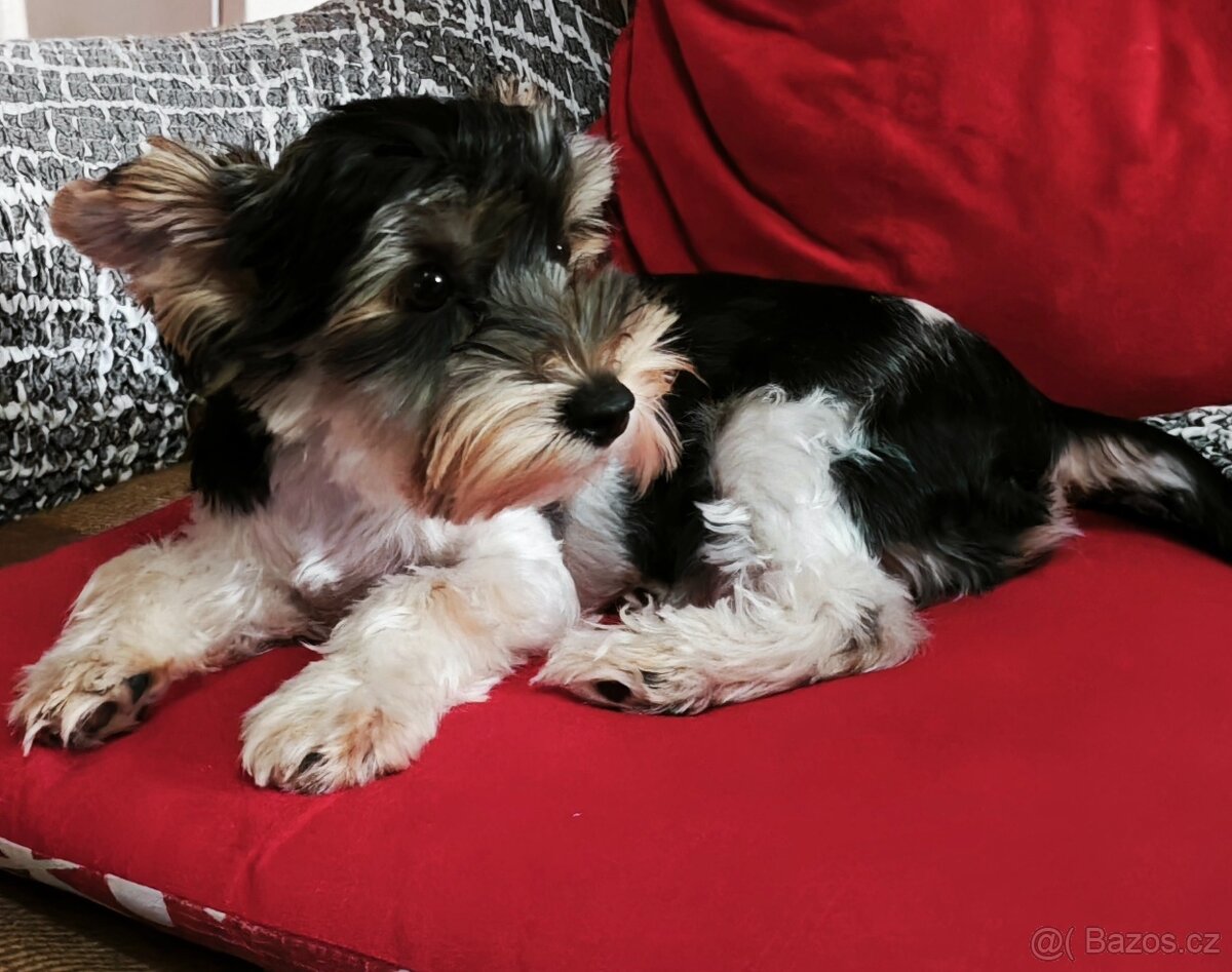 Jorkšírský teriér s PP - 2