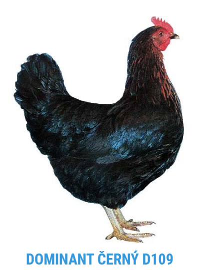 Kuřata Dominant, Ross, Kalimero, kachny, husy, perličky - 2