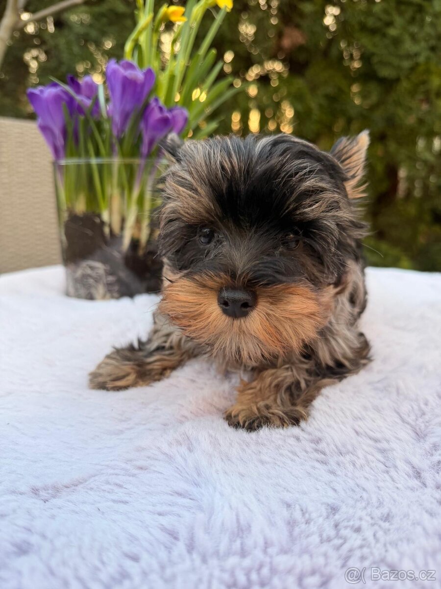 Jorkširský teriér s pp - 2