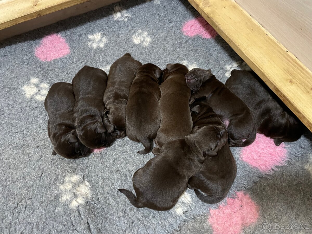 Štěňátka s PP - Labradorský retriever - 2