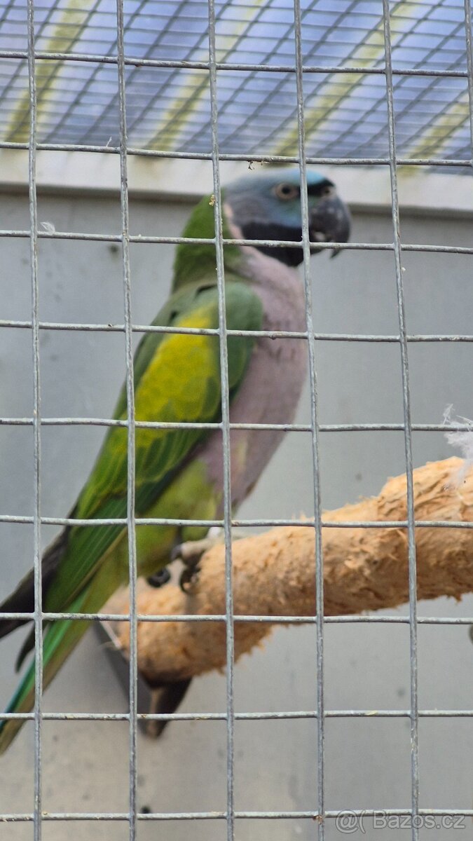 Alexandr čínský - 2