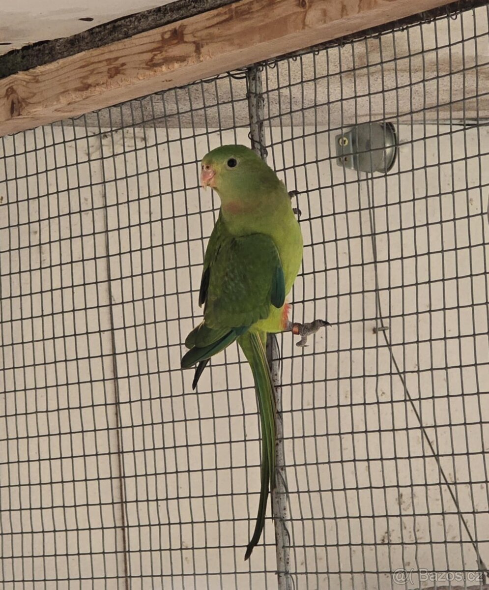Papoušek nádherný - 2