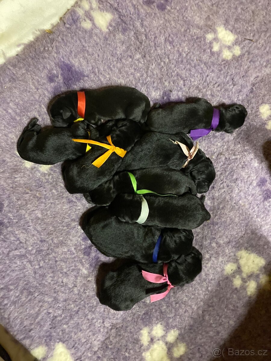 Štěňata Labradorských retrívrů - 2