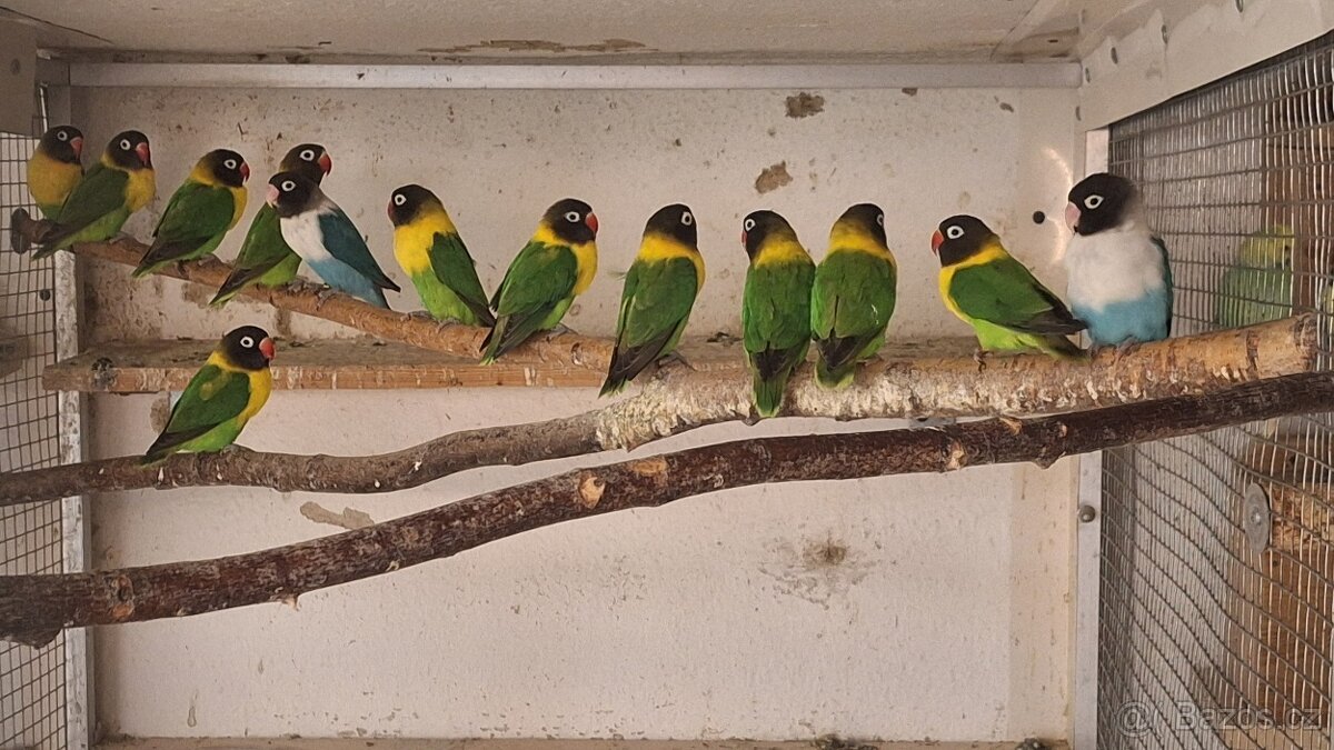 Agapornis škraboškový - 2