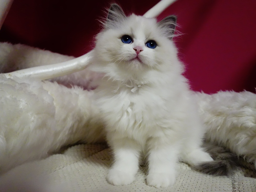 Kotě ragdoll s PP - 2