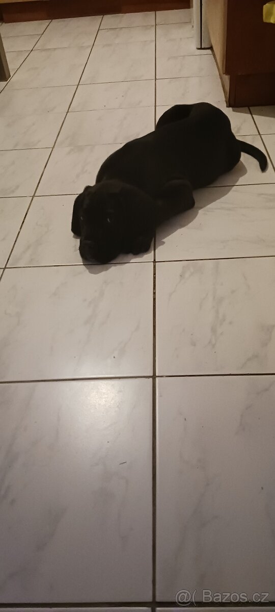 Cane corso - 2