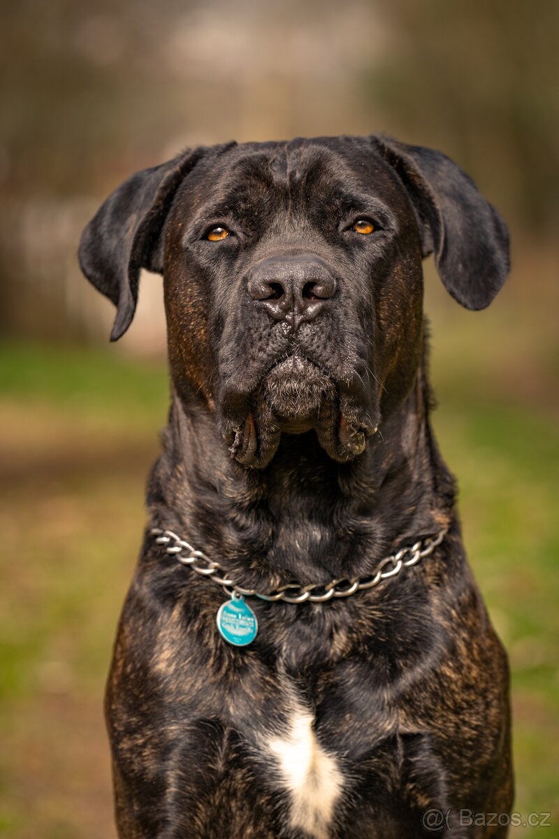 Krycí pes Cane Corso s PP - 2
