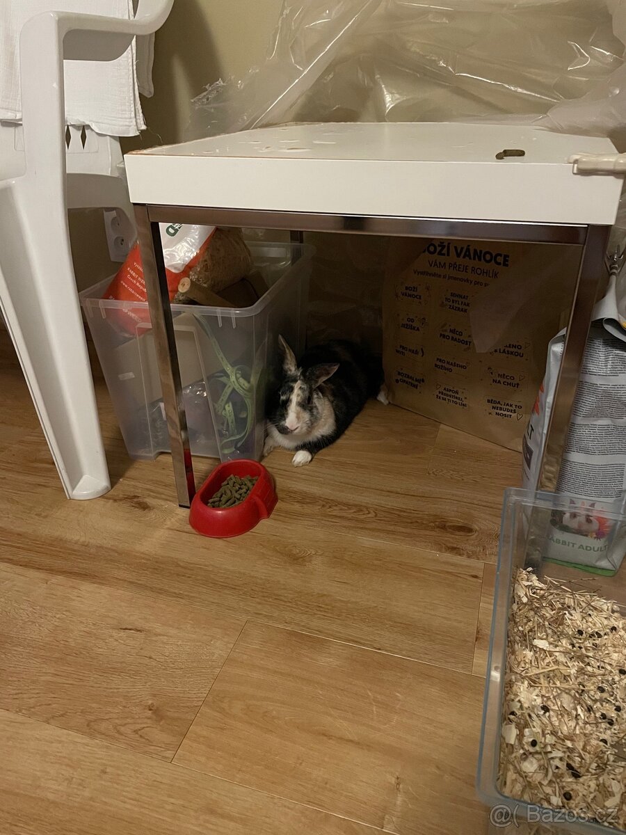 Zakrslý králík - 2